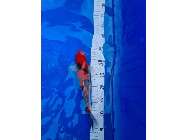 foto nr. 1 van deze Koi Goshiki , 