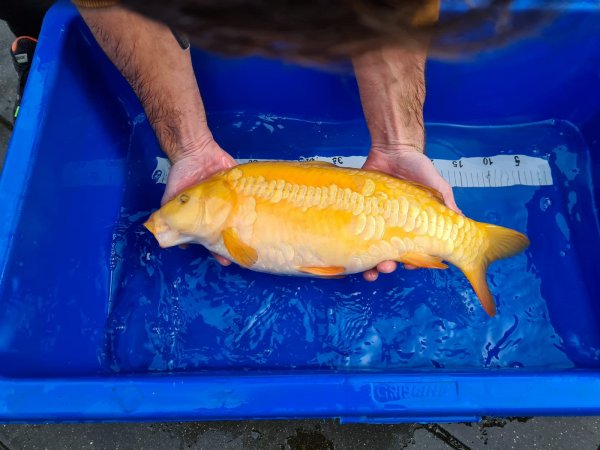 foto nr. 1 van deze Koi Overige , 