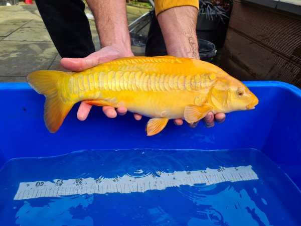 foto nr. 1 van deze Koi Overige , 