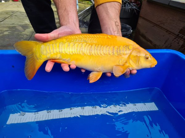 foto nr. 3 van deze Koi Overige , 