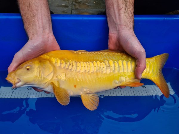 foto nr. 2 van deze Koi Overige , 