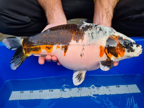 foto nr. 1 van deze Koi Overige , 