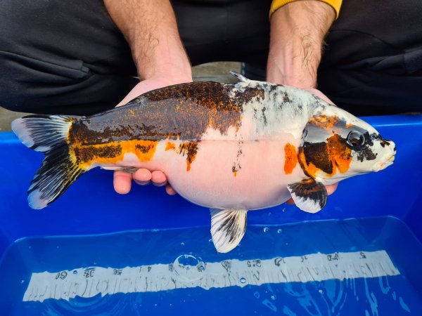 foto nr. 2 van deze Koi Overige , 