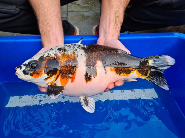 foto nr. 3 van deze Koi Overige , 