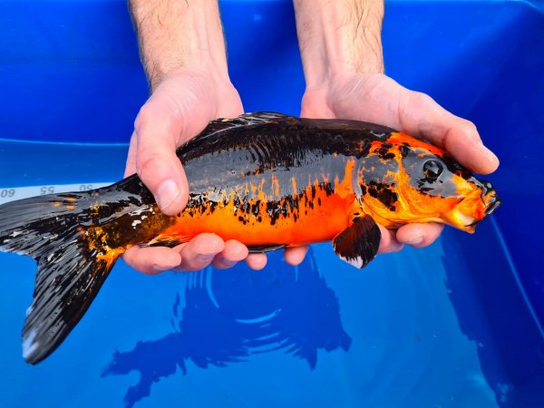 foto nr. 1 van deze Koi Overige , 