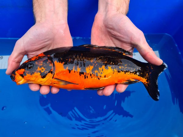 foto nr. 2 van deze Koi Overige , 