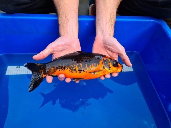 foto nr. 3 van deze Koi Overige , 