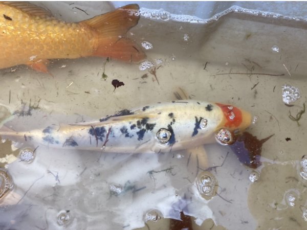 foto nr. 1 van deze Koi Nidan Taisho Sanke , 