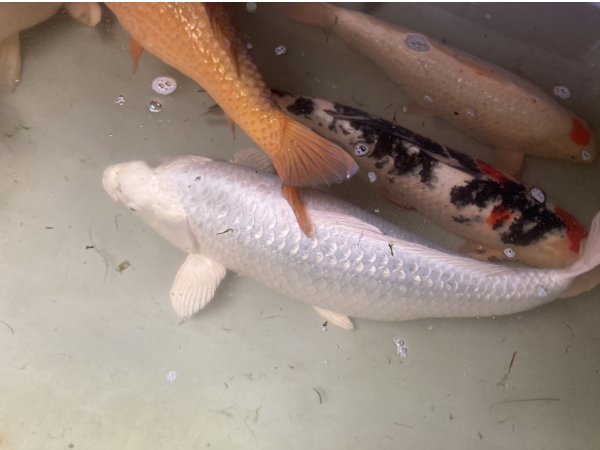 foto nr. 2 van deze Koi Doitsu Platinum Ogon , 