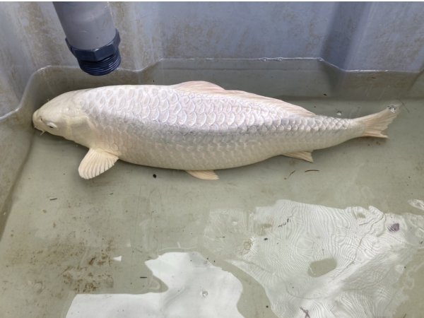 foto nr. 1 van deze Koi Doitsu Platinum Ogon , 