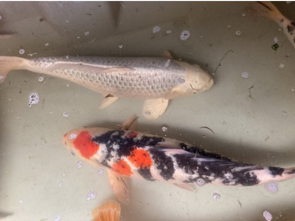 foto nr. 1 van deze Koi Hi Showa , 