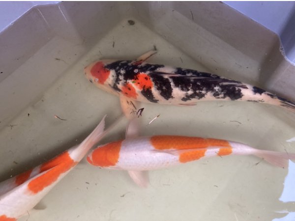 foto nr. 2 van deze Koi Hi Showa , 