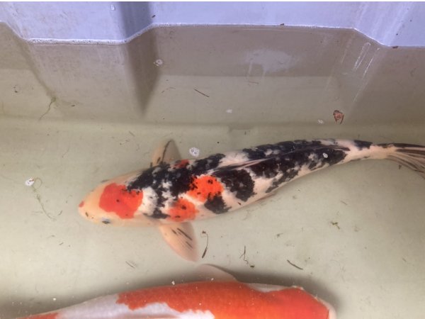 foto nr. 3 van deze Koi Hi Showa , 