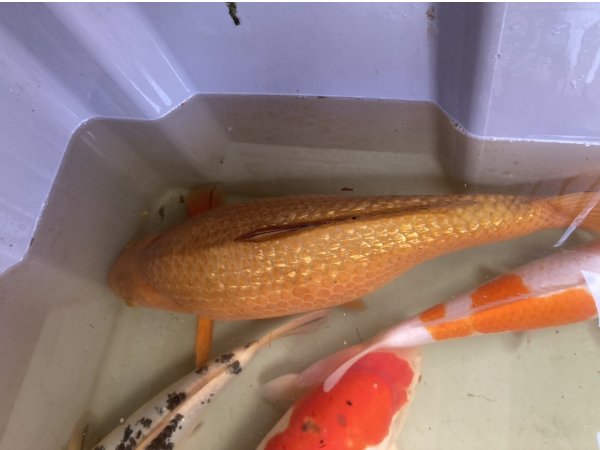 foto nr. 1 van deze Koi Ginrin Chagoi , 