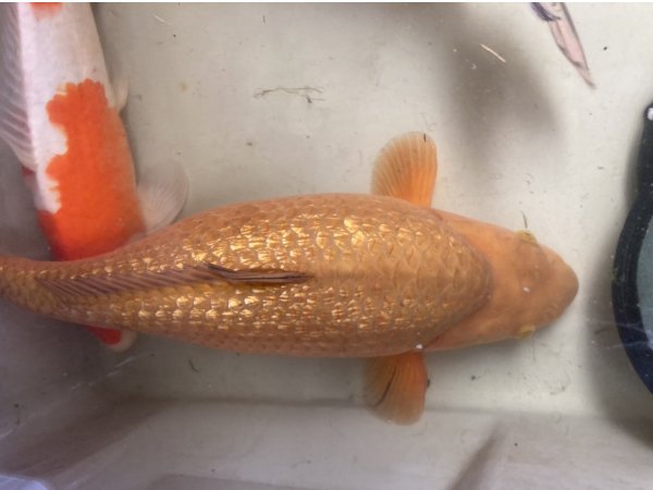 foto nr. 3 van deze Koi Ginrin Chagoi , 