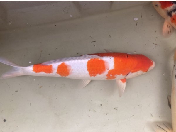 foto nr. 2 van deze Koi Overige , 