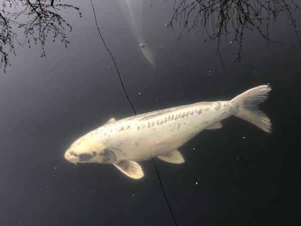 foto nr. 5 van deze Koi Overige , 