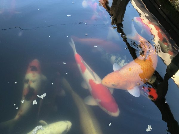 foto nr. 3 van deze Koi Overige , 