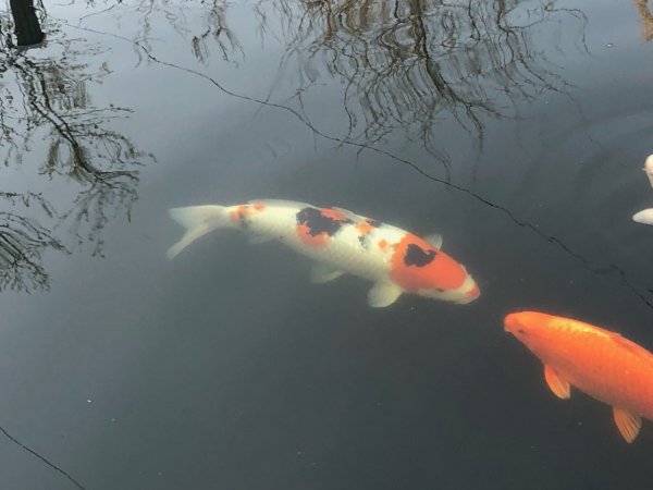 foto nr. 4 van deze Koi Overige , 