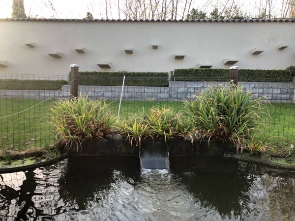 foto nr. 8 van deze Koi Overige , 