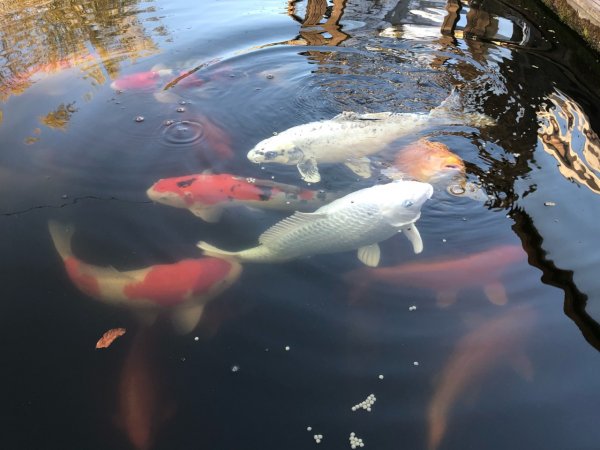 foto nr. 1 van deze Koi Overige , 