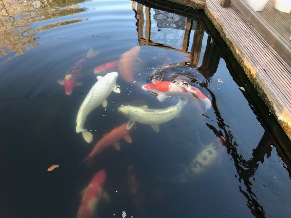 foto nr. 6 van deze Koi Overige , 