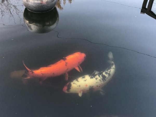 foto nr. 10 van deze Koi Overige , 