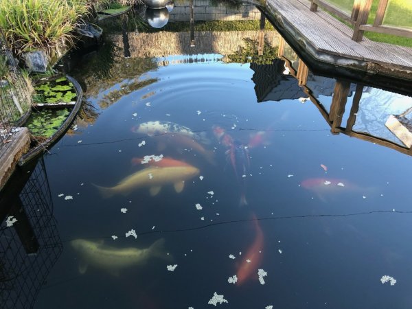 foto nr. 9 van deze Koi Overige , 