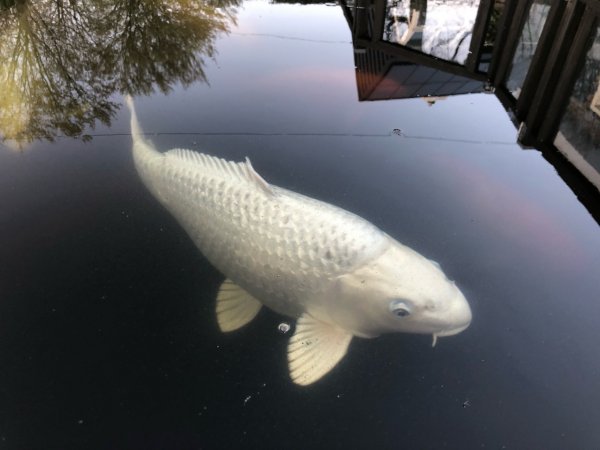 foto nr. 2 van deze Koi Overige , 