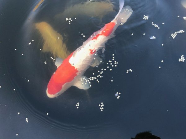 foto nr. 7 van deze Koi Overige , 