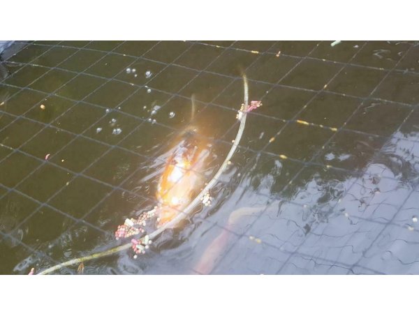 foto nr. 3 van deze Koi Taisho Sanke ,