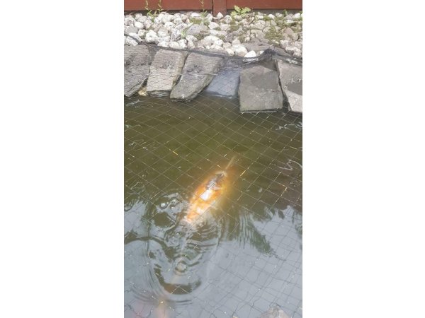 foto nr. 2 van deze Koi Taisho Sanke ,