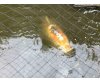 Koi Taisho Sanke voor Op aanvraag
