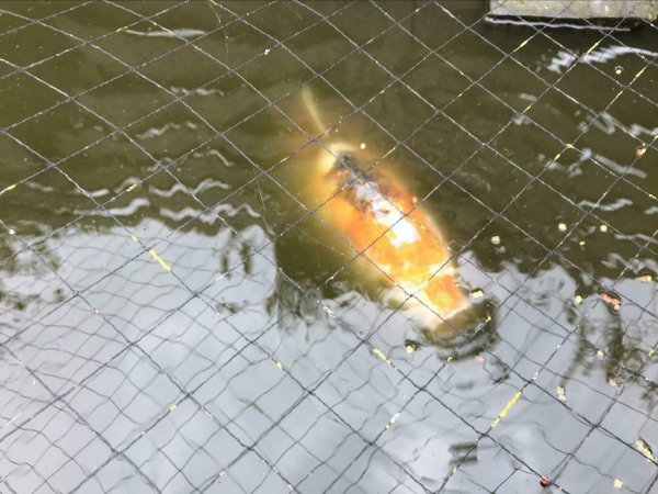 foto nr. 1 van deze Koi Taisho Sanke ,