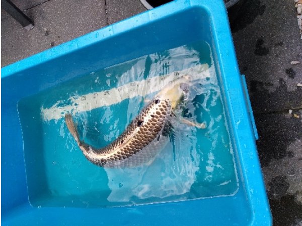 foto nr. 2 van deze Koi Aka Matsuba ,