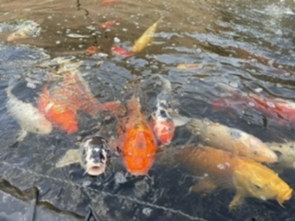 foto nr. 1 van deze Koi Overige ,