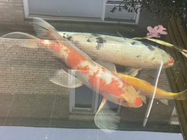 foto nr. 3 van deze Koi Chagoi , 