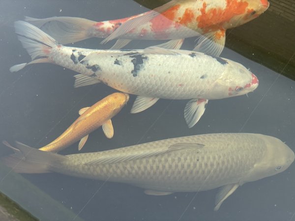 foto nr. 1 van deze Koi Chagoi , 