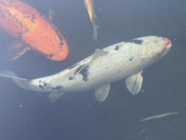 foto nr. 8 van deze Koi Chagoi , 