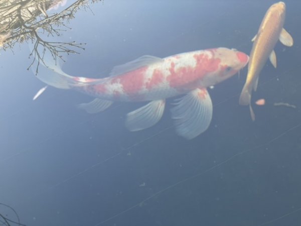 foto nr. 7 van deze Koi Chagoi , 