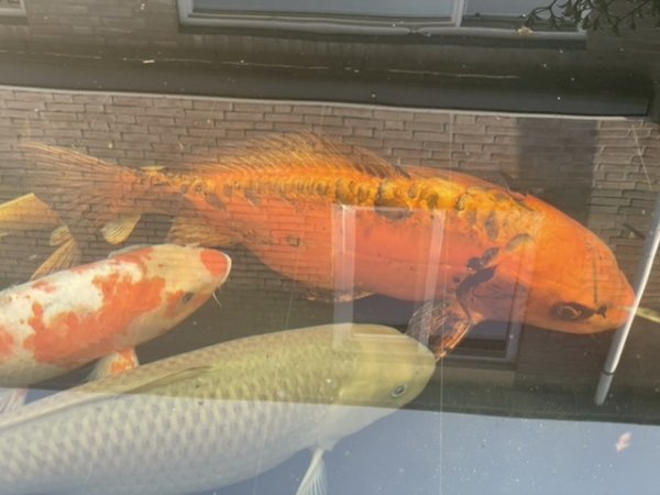 foto nr. 5 van deze Koi Chagoi , 