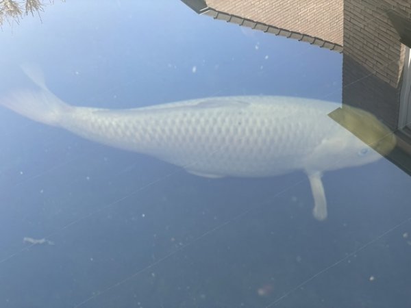 foto nr. 6 van deze Koi Chagoi , 