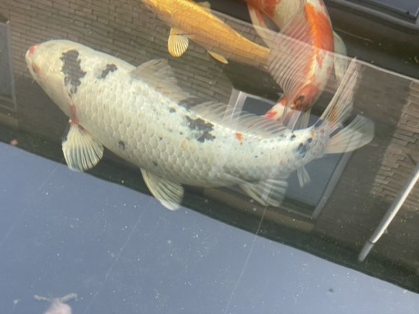 foto nr. 2 van deze Koi Chagoi , 