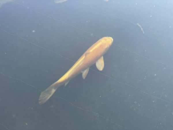 foto nr. 9 van deze Koi Chagoi , 