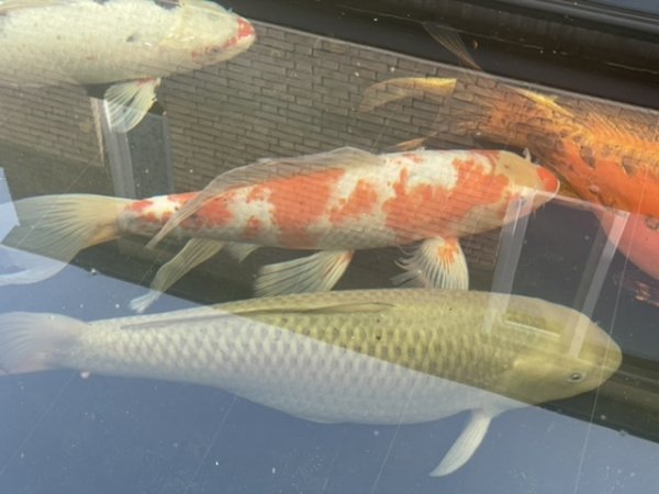 foto nr. 4 van deze Koi Chagoi , 