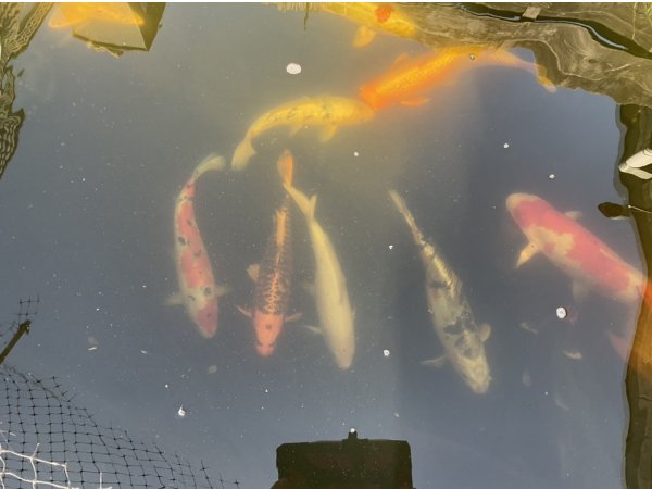 foto nr. 3 van deze Koi Overige , 