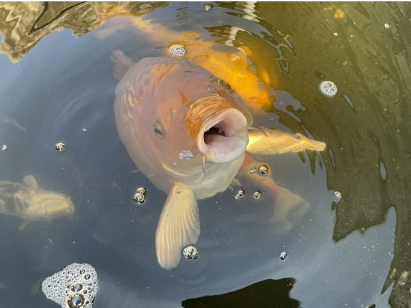 foto nr. 2 van deze Koi Overige , 