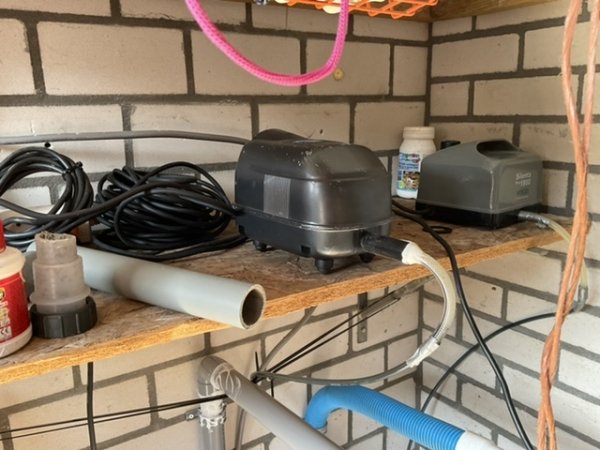 foto nr. 6 van deze Koi Overige , 