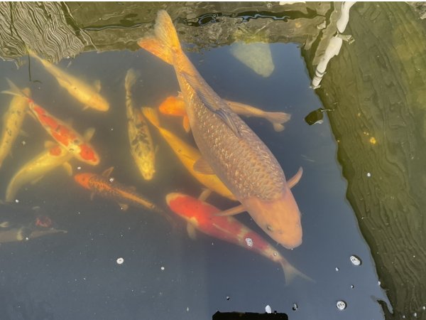 foto nr. 1 van deze Koi Overige , 