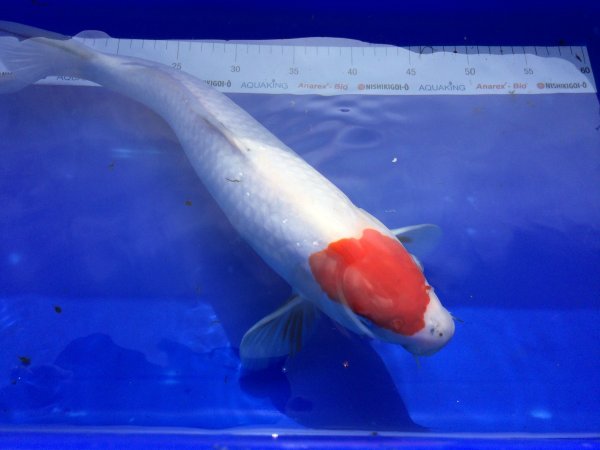 foto nr. 5 van deze Koi Doitsu Hariwake , 